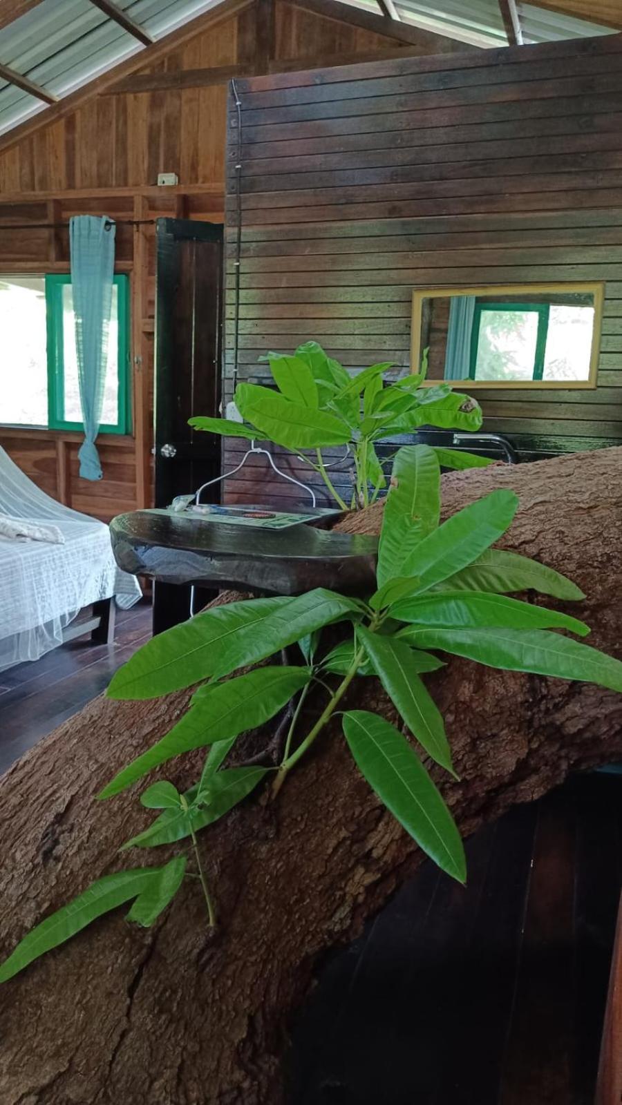 Playa Grande Lodge & Tree House 까위따 외부 사진