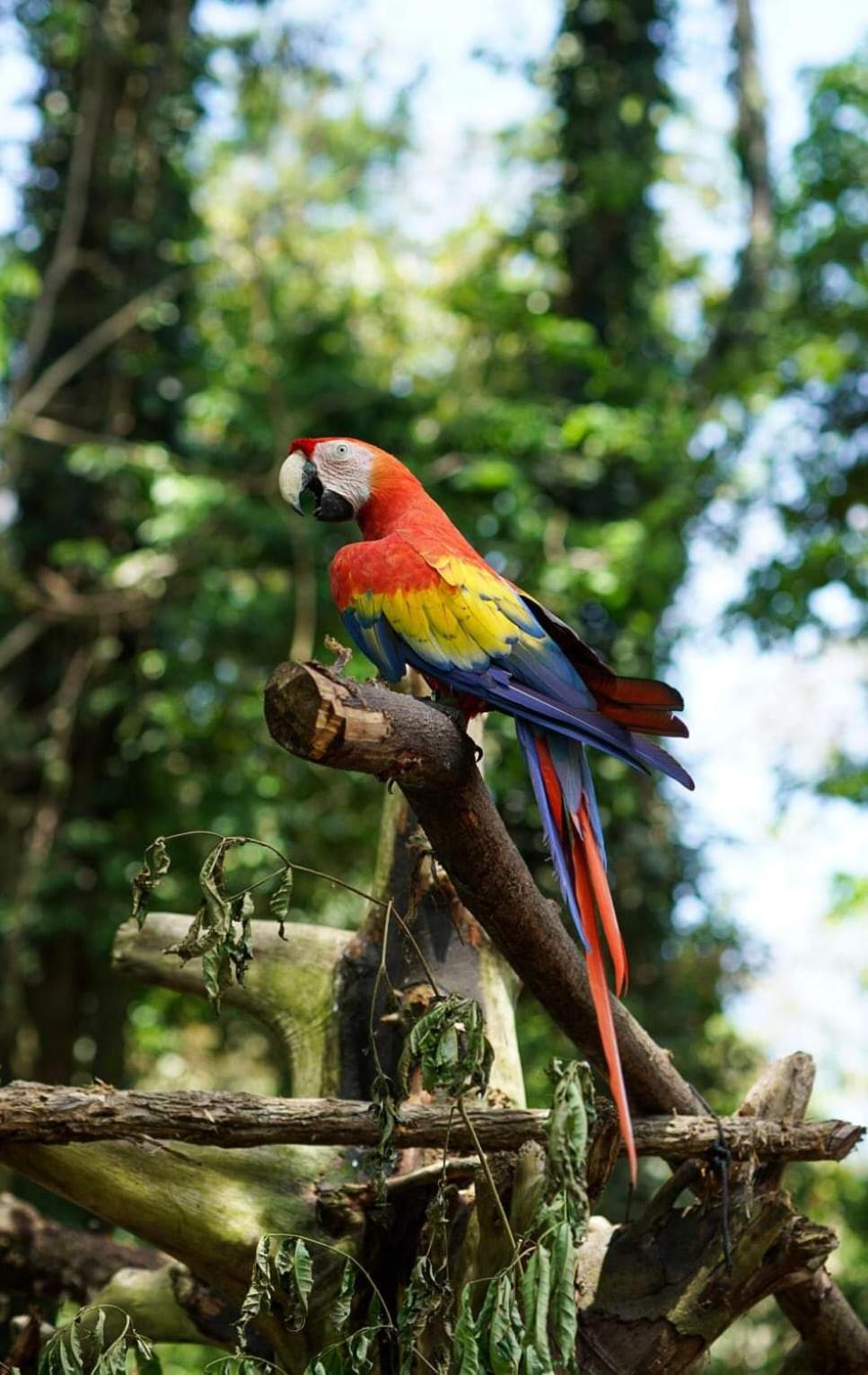 Playa Grande Lodge & Tree House 까위따 외부 사진